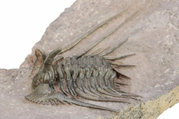 Kettneraspis Trilobite With Long Occipital - Lghaft, Morocco #254099